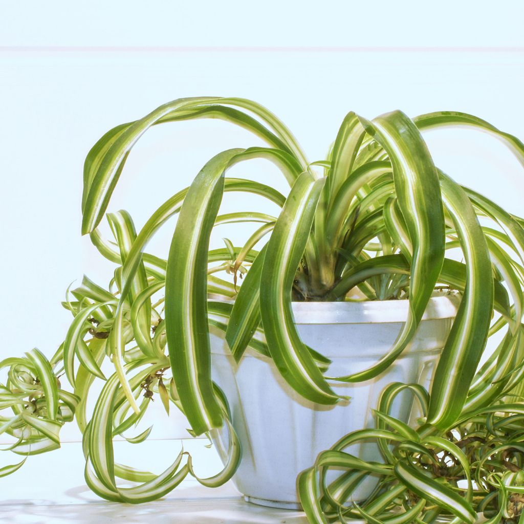 Tell-Tale Tips: Why Your Spider Plant Develops Brown Tips - SunSwill