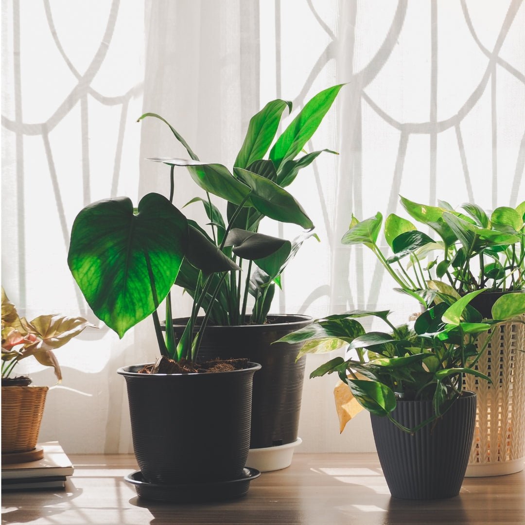 The Best House Plants for Low Light Living Spaces - SunSwill