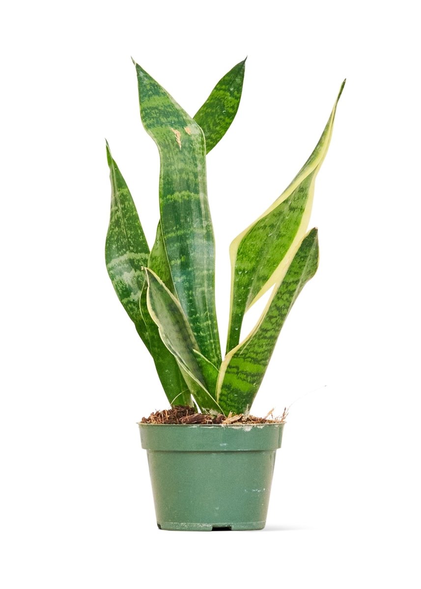 Snake Plant 'Laurentii', Small - SunSwill