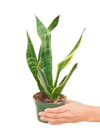 Thumbnail for Snake Plant 'Laurentii', Small - SunSwill