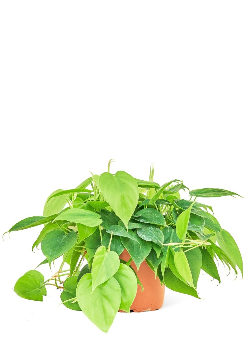 Sweetheart Philodendron, Medium - SunSwill