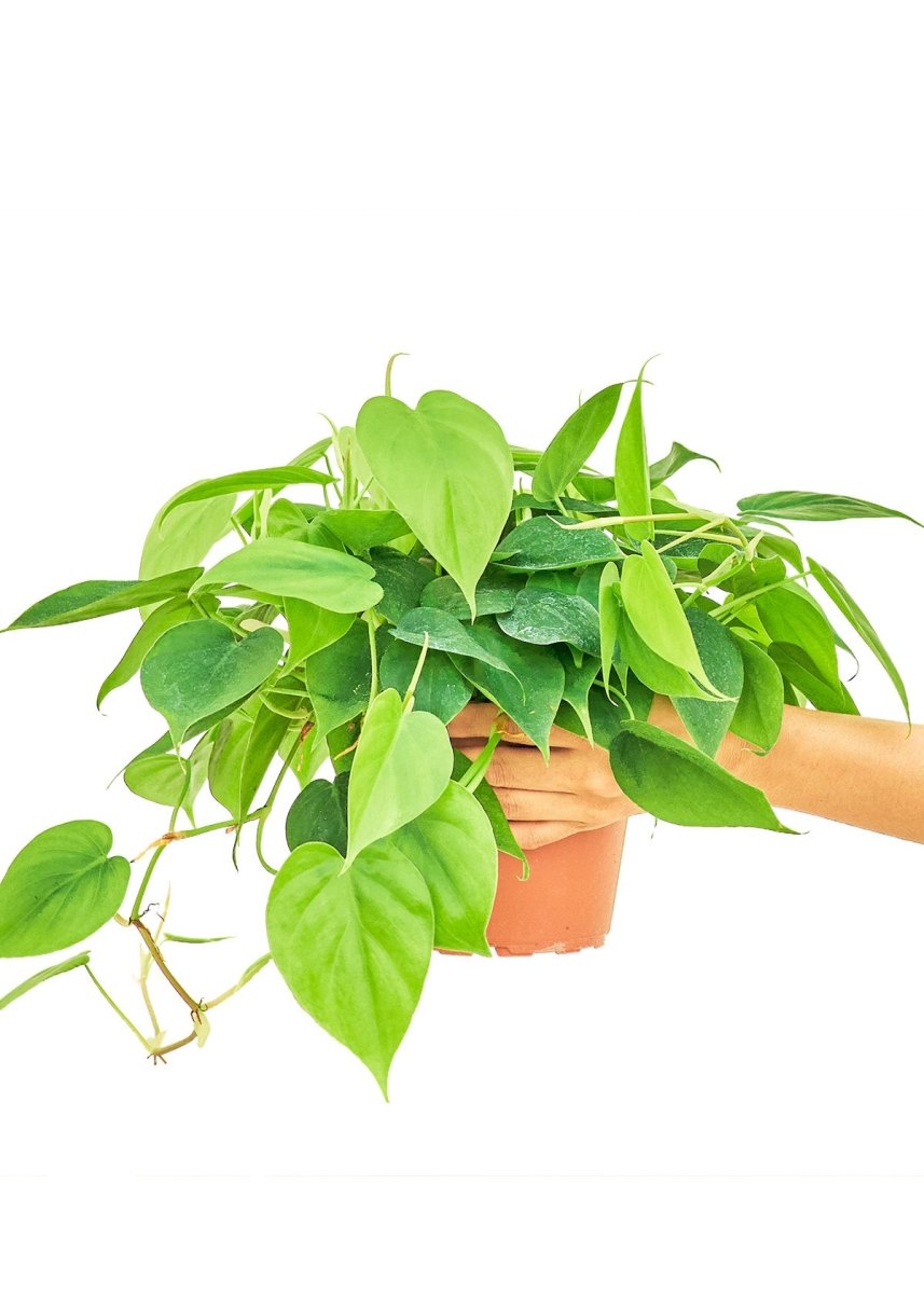 Sweetheart Philodendron, Medium - SunSwill