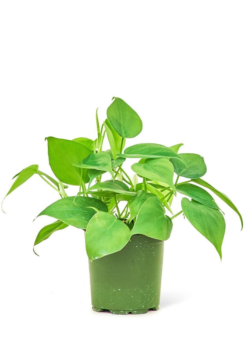 Sweetheart Philodendron, Small - SunSwill