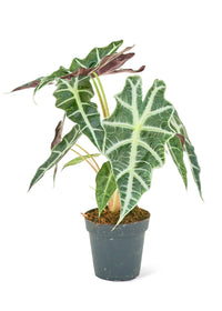 Thumbnail for Alocasia 'Polly', Small - SunSwill Plant Shop