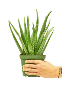 Thumbnail for Aloe Vera, Medium - SunSwill Plant Shop