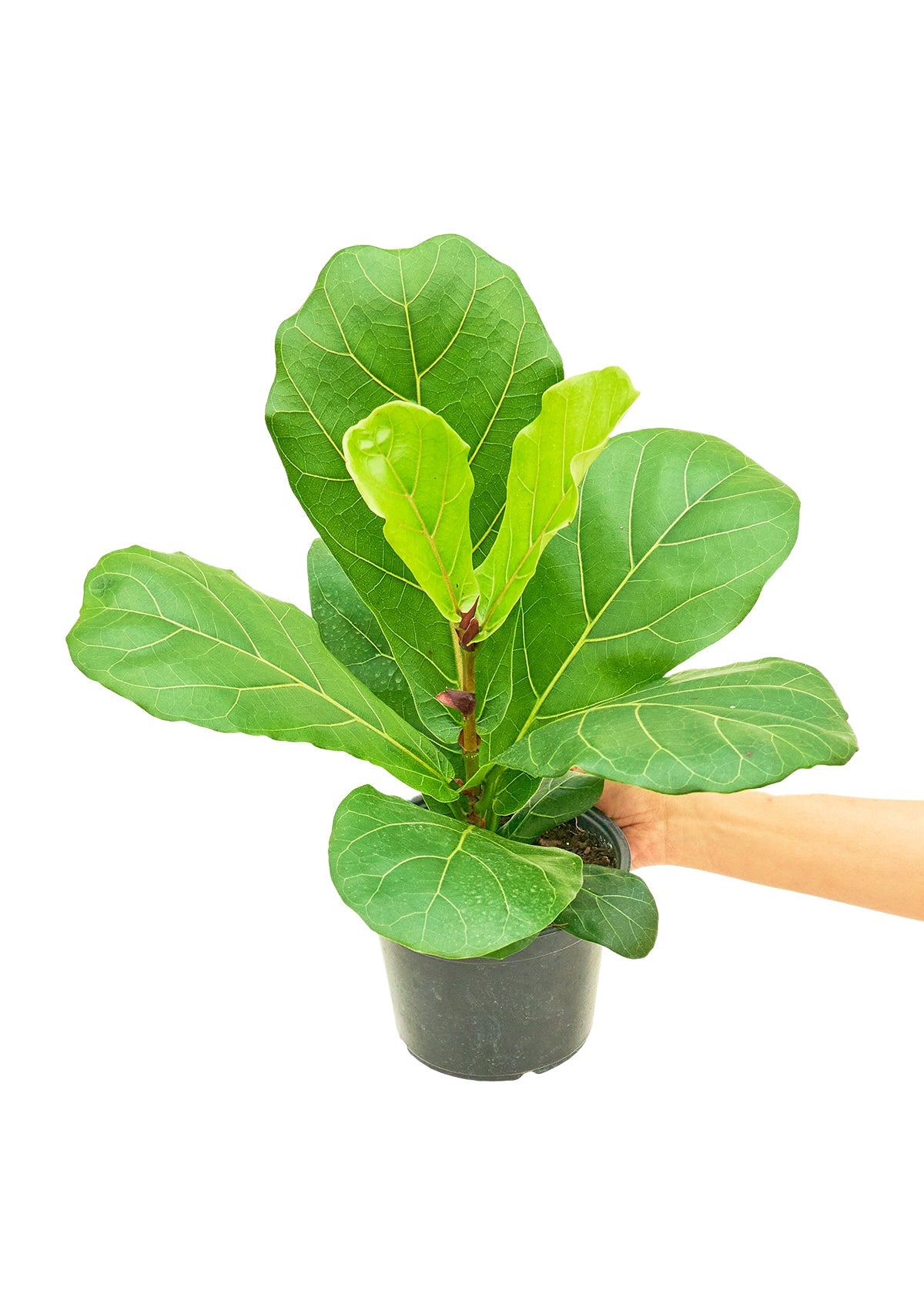 Fiddle Leaf Fig, Medium - SunSwill Plant Shop