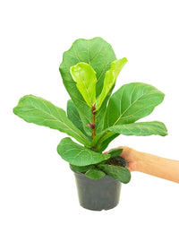 Thumbnail for Fiddle Leaf Fig, Medium - SunSwill Plant Shop
