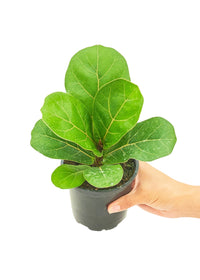 Thumbnail for Fiddle Leaf Fig, Small