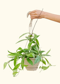 Thumbnail for Hoya 'Silver Splash', Hanging - SunSwill Plant Shop