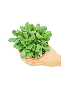 Thumbnail for Jade Plant, Medium - SunSwill Plant Shop