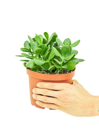 Thumbnail for Jade Plant, Medium - SunSwill Plant Shop
