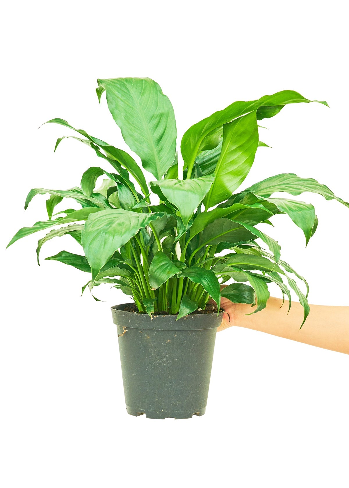 Peace Lily, Medium - SunSwill Plant Shop