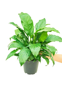 Thumbnail for Peace Lily, Medium - SunSwill Plant Shop