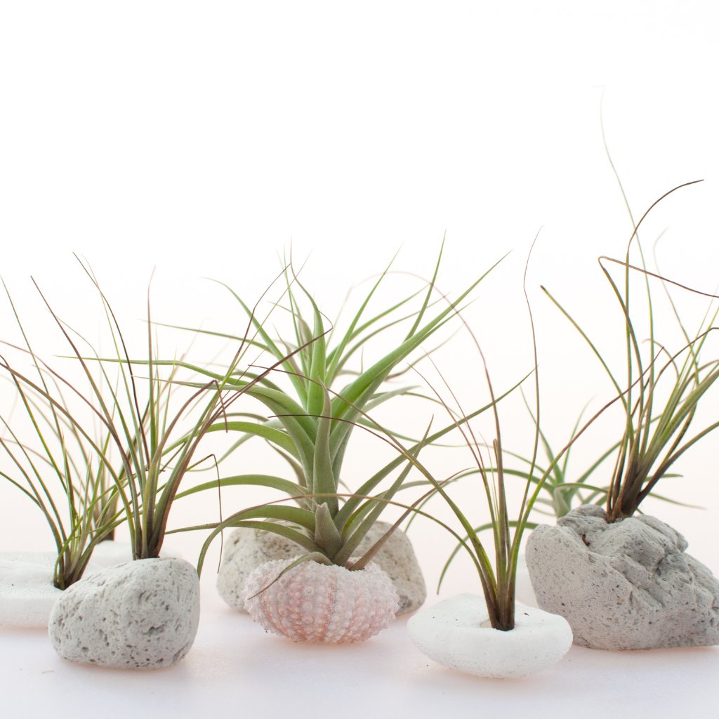 Air Plant Care Guide - SunSwill