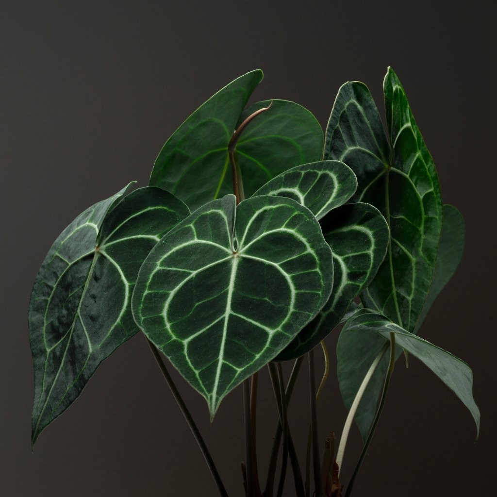 Anthurium Care Guide - SunSwill