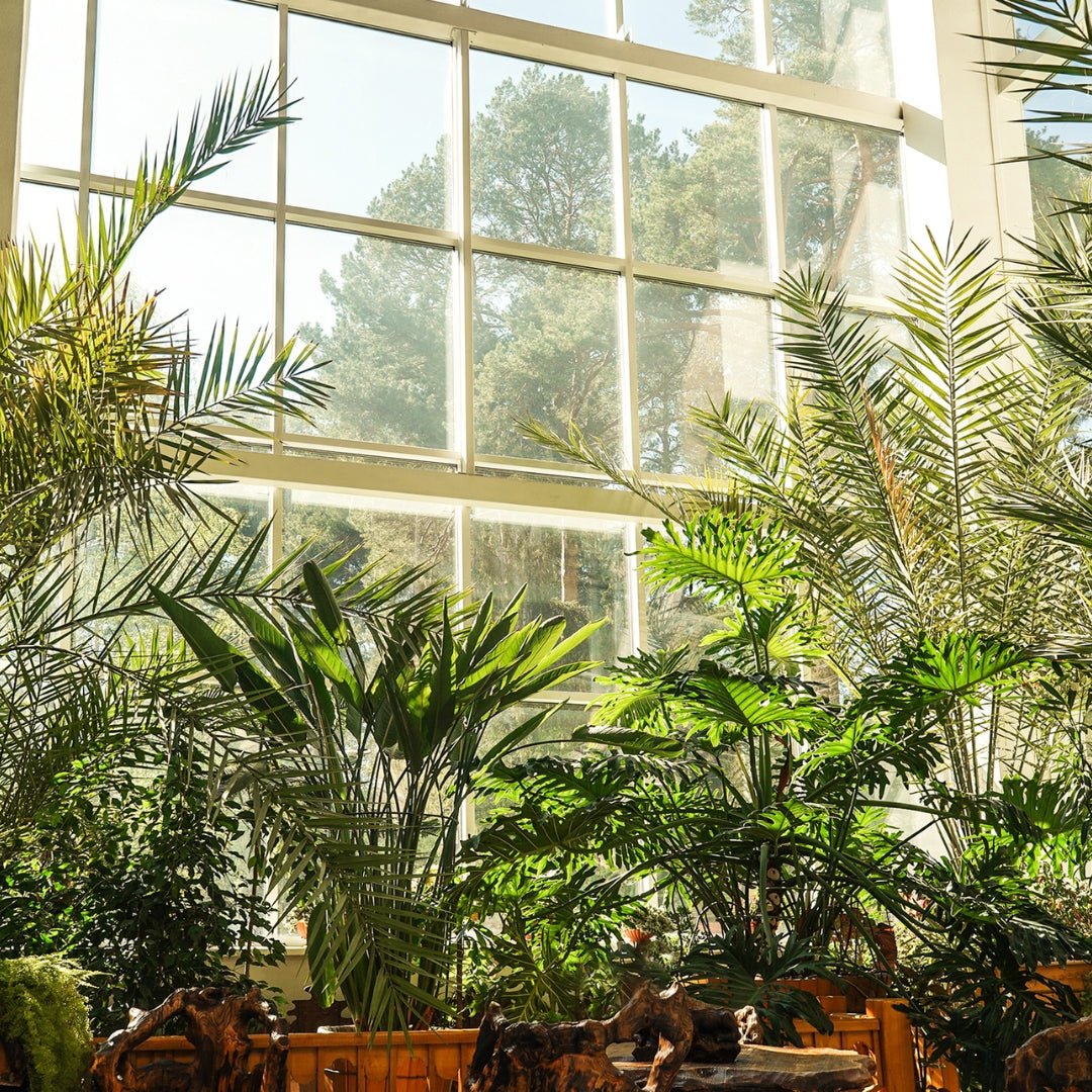 Green Style & Function: House Plants That Clean the Air - SunSwill