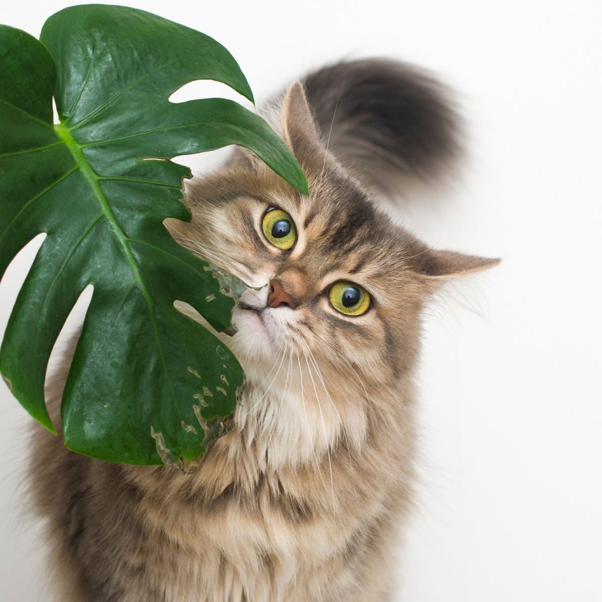 Keeping Your Pets and Plants Safe and Healthy - SunSwill
