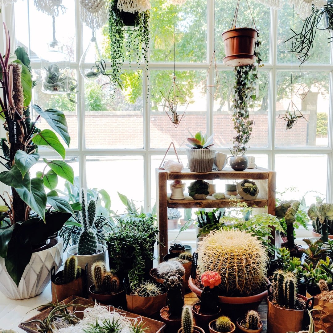 Beginner's Guide to Decorating with Plants - SunSwill Plant Shop