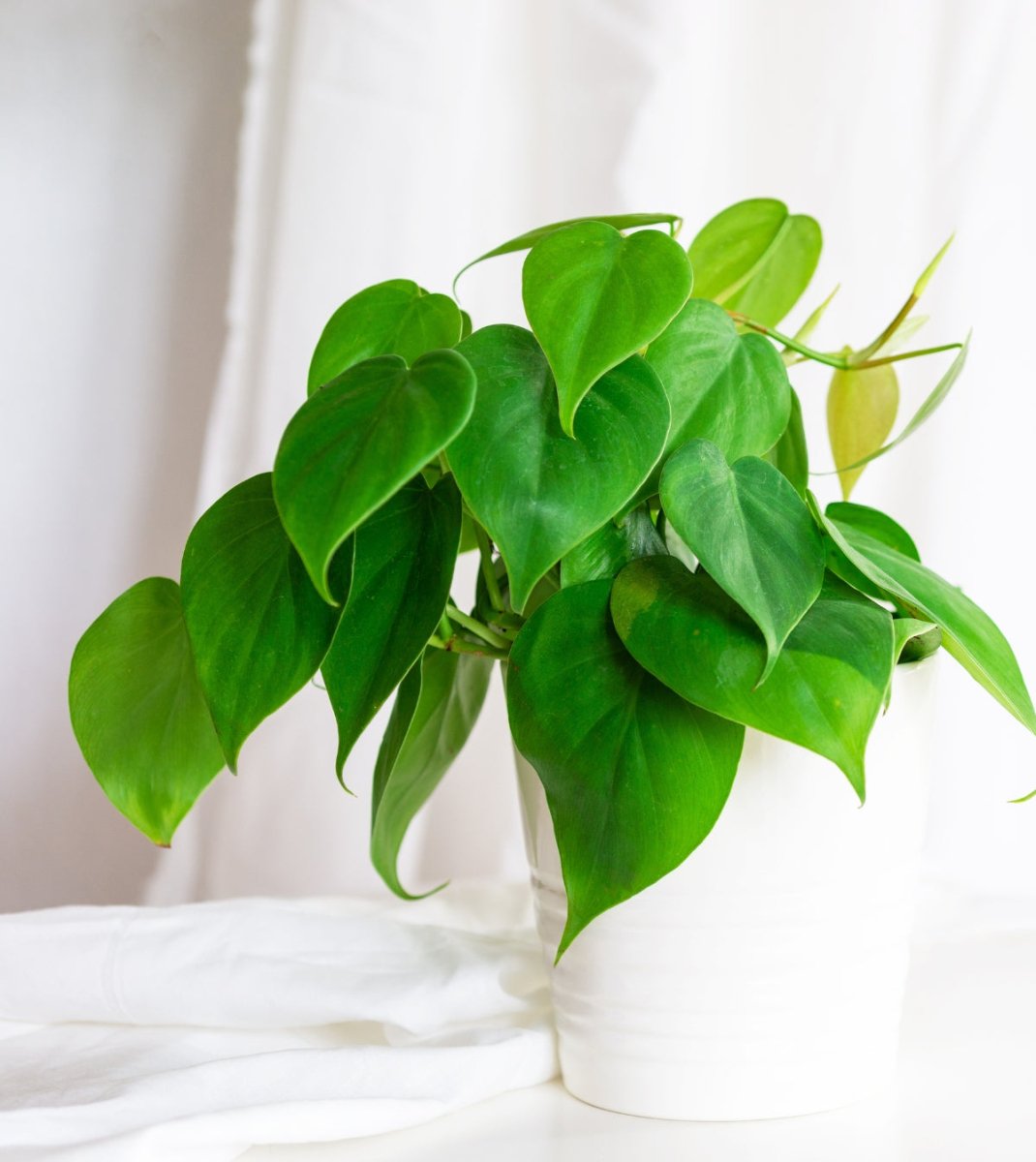 Philodendron Care Guide - SunSwill
