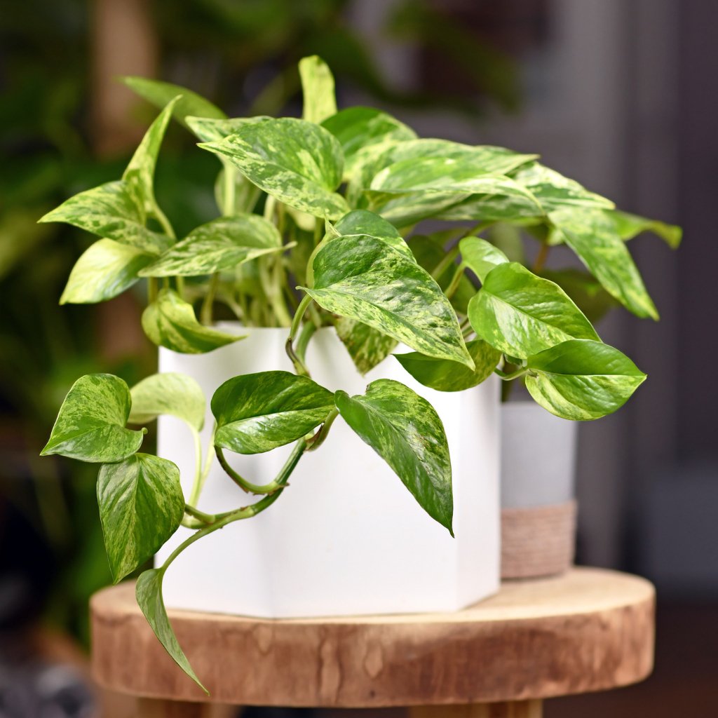 Pothos Care Guide - SunSwill