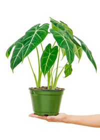 Thumbnail for Alocasia 'Frydek' Plant, Medium-Sized - SunSwill