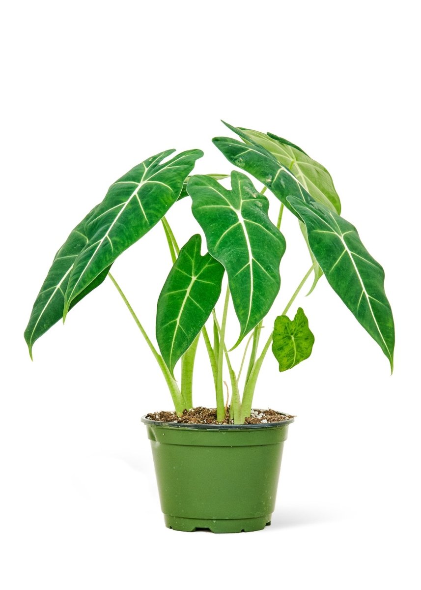 Alocasia 'Frydek' Plant, Medium-Sized - SunSwill