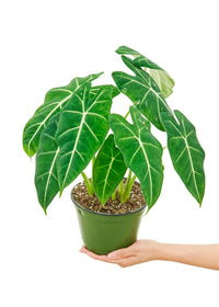 Thumbnail for Alocasia 'Frydek' Plant, Medium-Sized - SunSwill