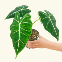 Thumbnail for Alocasia 'Frydek', Small - SunSwill Plant Shop
