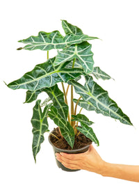 Thumbnail for Alocasia 'Polly', Medium - SunSwill Plant Shop