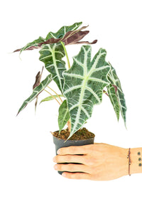 Thumbnail for Alocasia 'Polly', Small - SunSwill Plant Shop