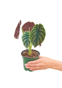 Thumbnail for Alocasia 'Red Secret', Small - SunSwill Plant Shop