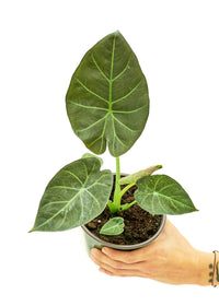 Thumbnail for Alocasia 'Regal Shields', Medium - SunSwill Plant Shop