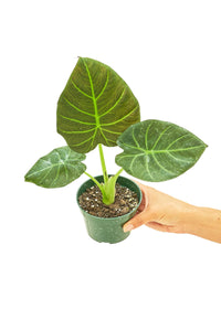 Thumbnail for Alocasia 'Regal Shields', Small - SunSwill Plant Shop
