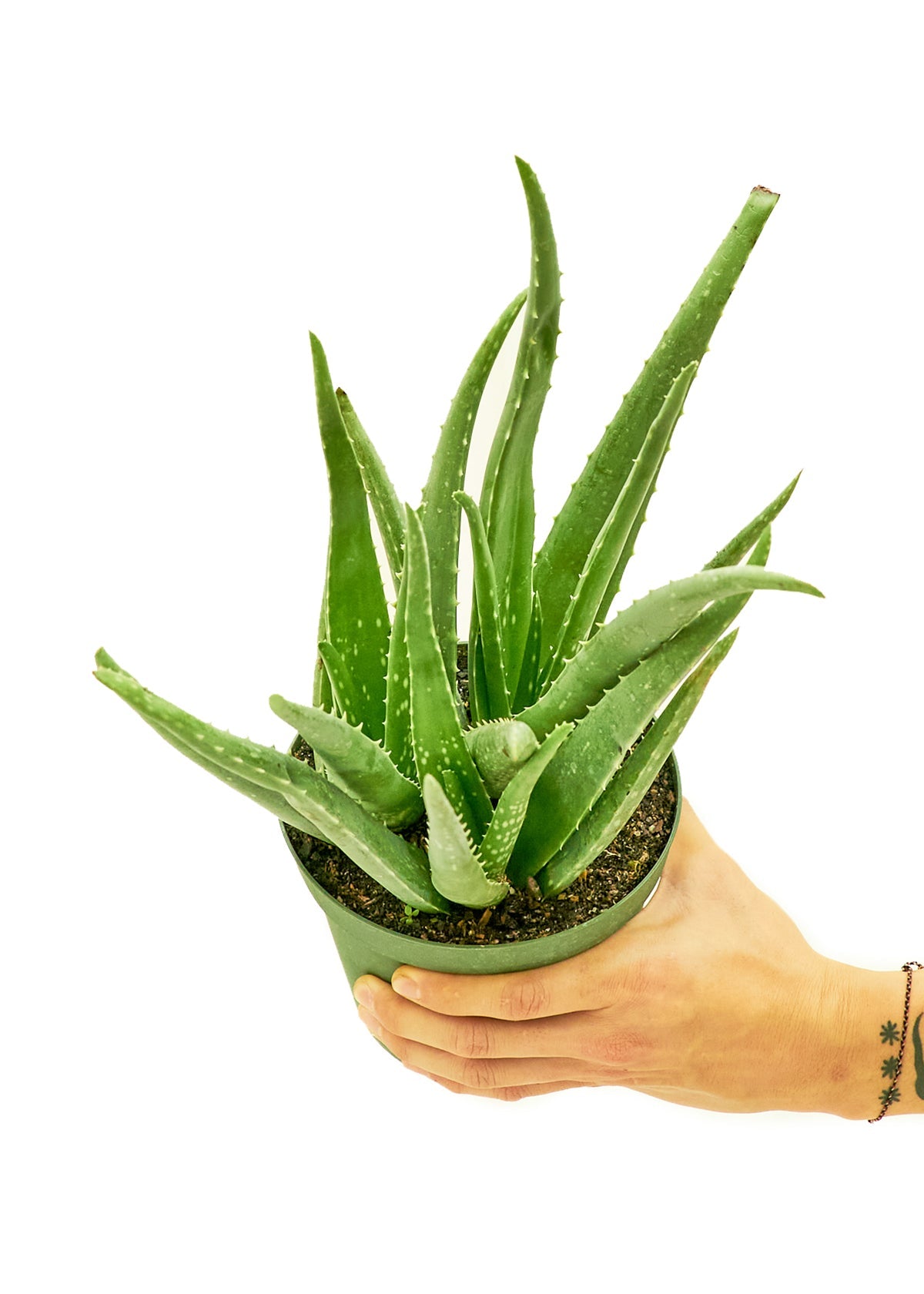 Aloe Vera, Medium - SunSwill Plant Shop