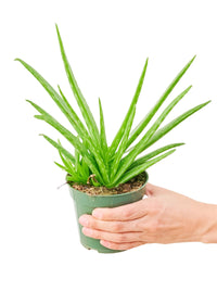 Thumbnail for Aloe Vera, Small - SunSwill Plant Shop