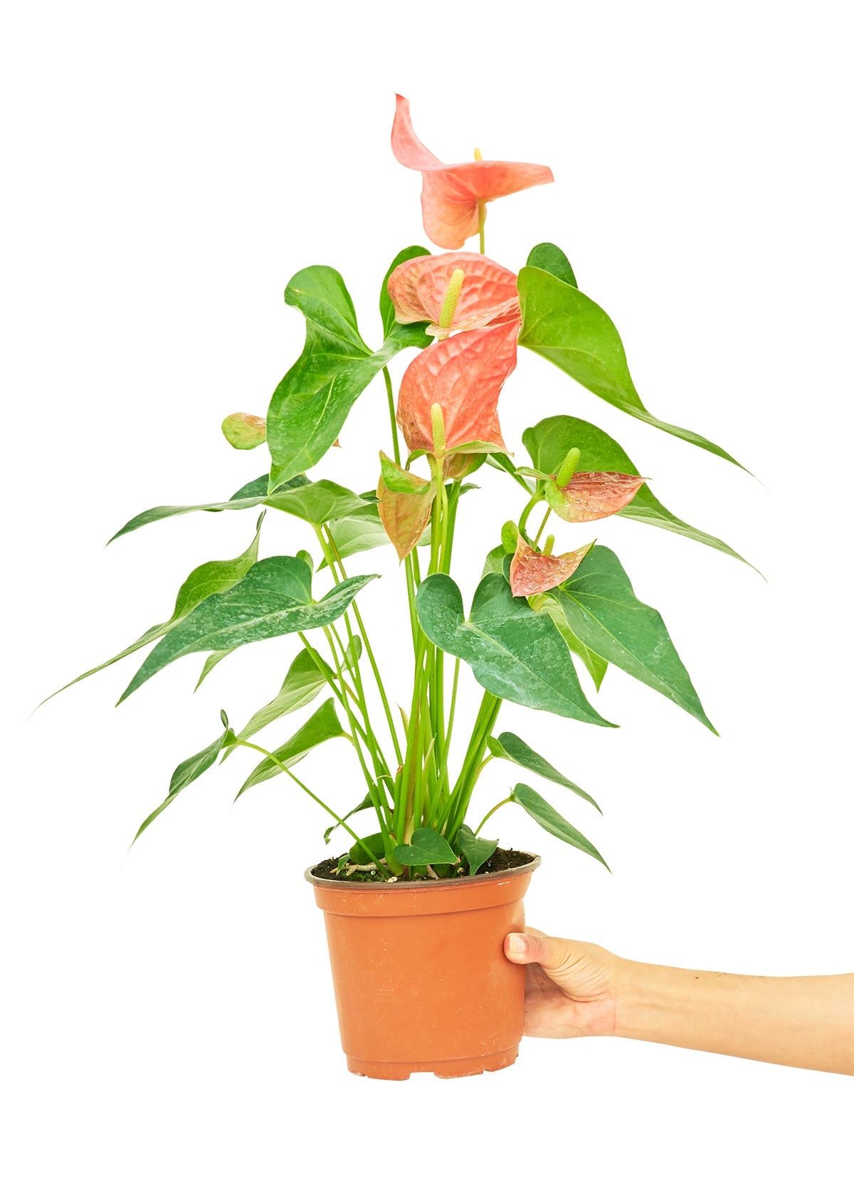 Anthurium 'Pink Flamingo', Medium - SunSwill Plant Shop