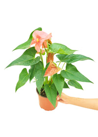 Thumbnail for Anthurium 'Pink Flamingo', Medium - SunSwill Plant Shop