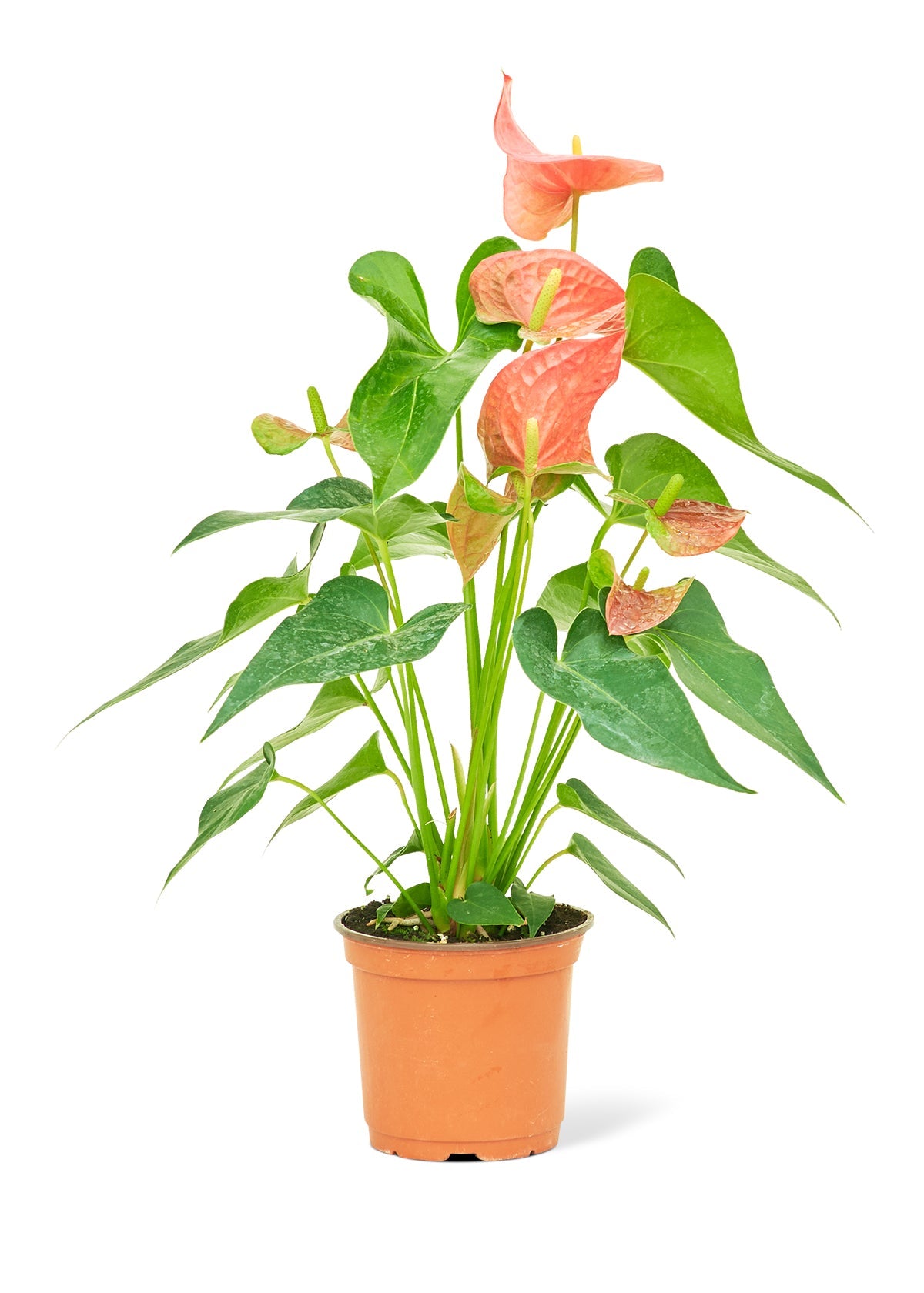Anthurium 'Pink Flamingo', Medium - SunSwill Plant Shop