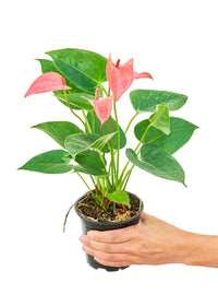 Thumbnail for Anthurium 'Pink Flamingo', Small - SunSwill Plant Shop
