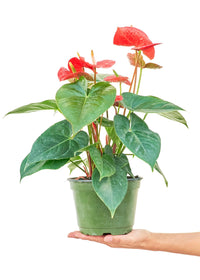 Thumbnail for Anthurium 'Red Flamingo', Medium - SunSwill Plant Shop