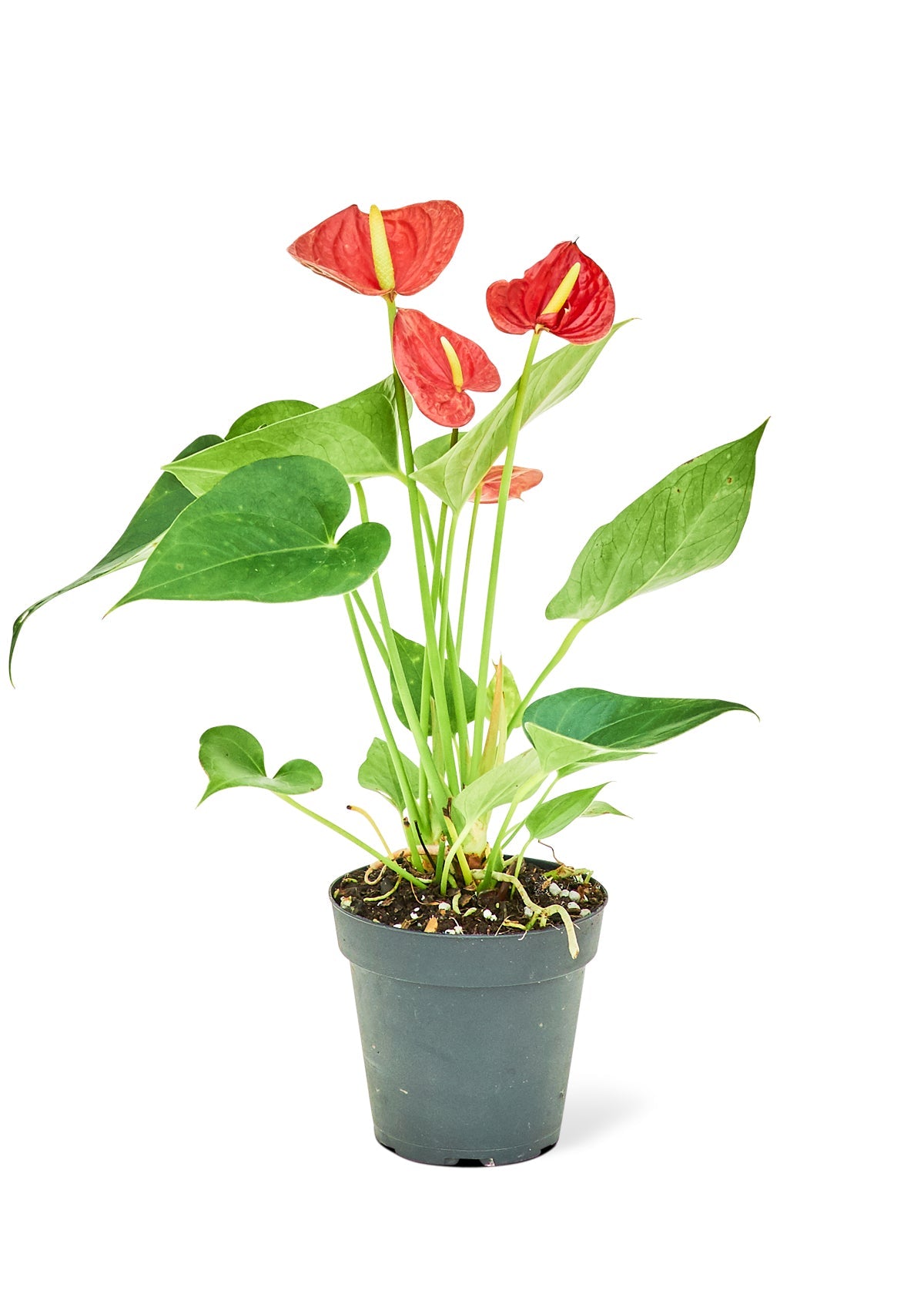 Anthurium 'Red Flamingo', Small - SunSwill Plant Shop