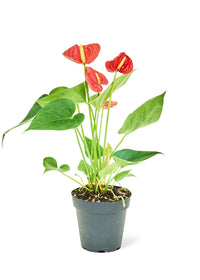 Thumbnail for Anthurium 'Red Flamingo', Small - SunSwill Plant Shop