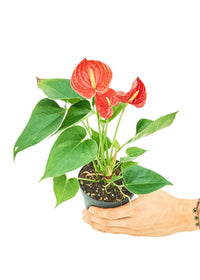 Thumbnail for Anthurium 'Red Flamingo', Small - SunSwill Plant Shop