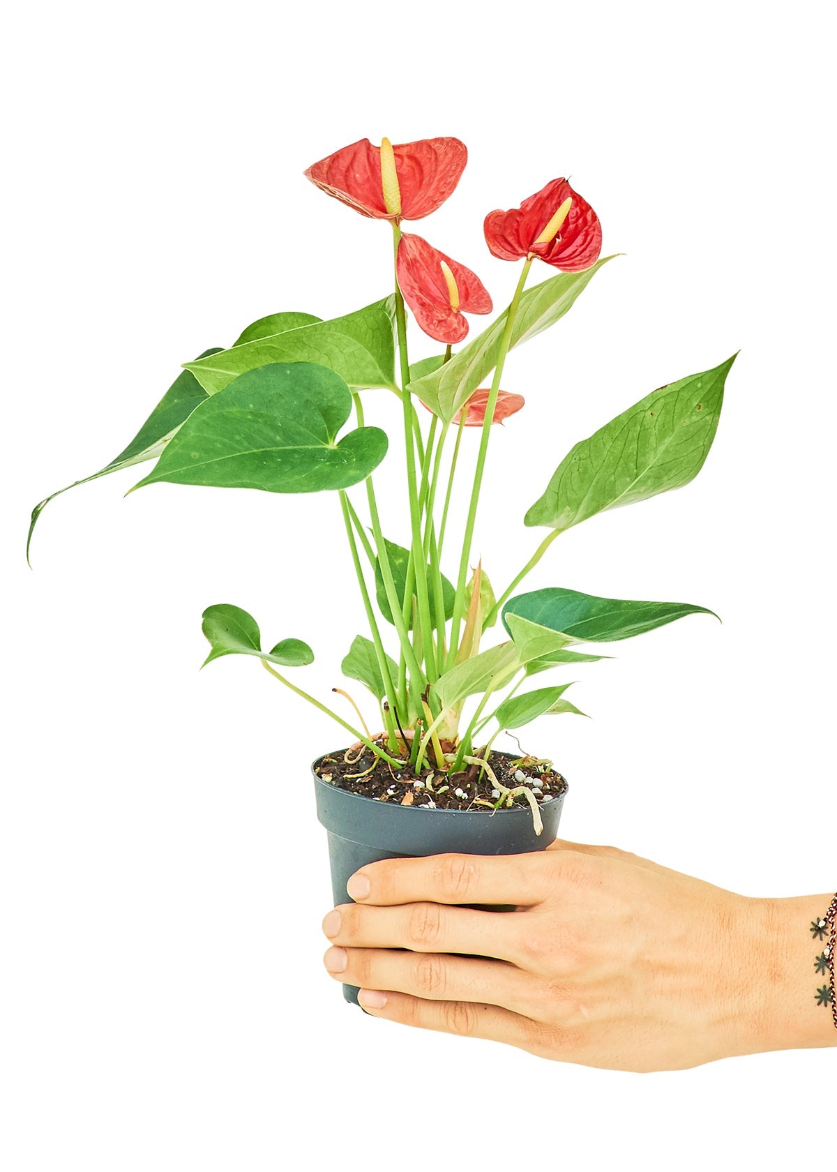 Anthurium 'Red Flamingo', Small - SunSwill Plant Shop