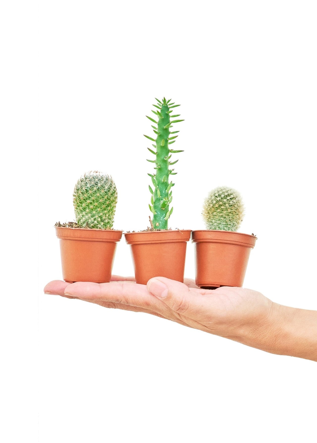 Baby Cactus Box, Extra Small - SunSwill Plant Shop