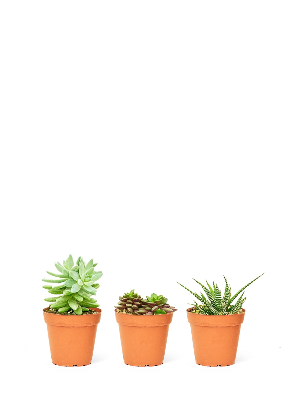 Baby Desert Box, Extra Small - SunSwill Plant Shop