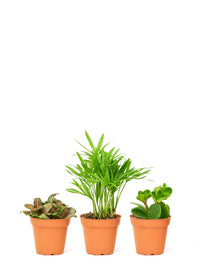 Thumbnail for Baby Pet Friendly Box, Extra Small - SunSwill Plant Shop