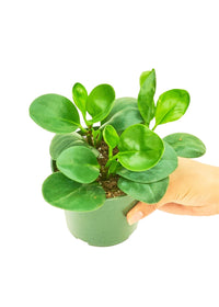 Thumbnail for Baby Rubber Plant, Small - SunSwill Plant Shop