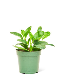 Thumbnail for Baby Rubber Plant, Small - SunSwill Plant Shop