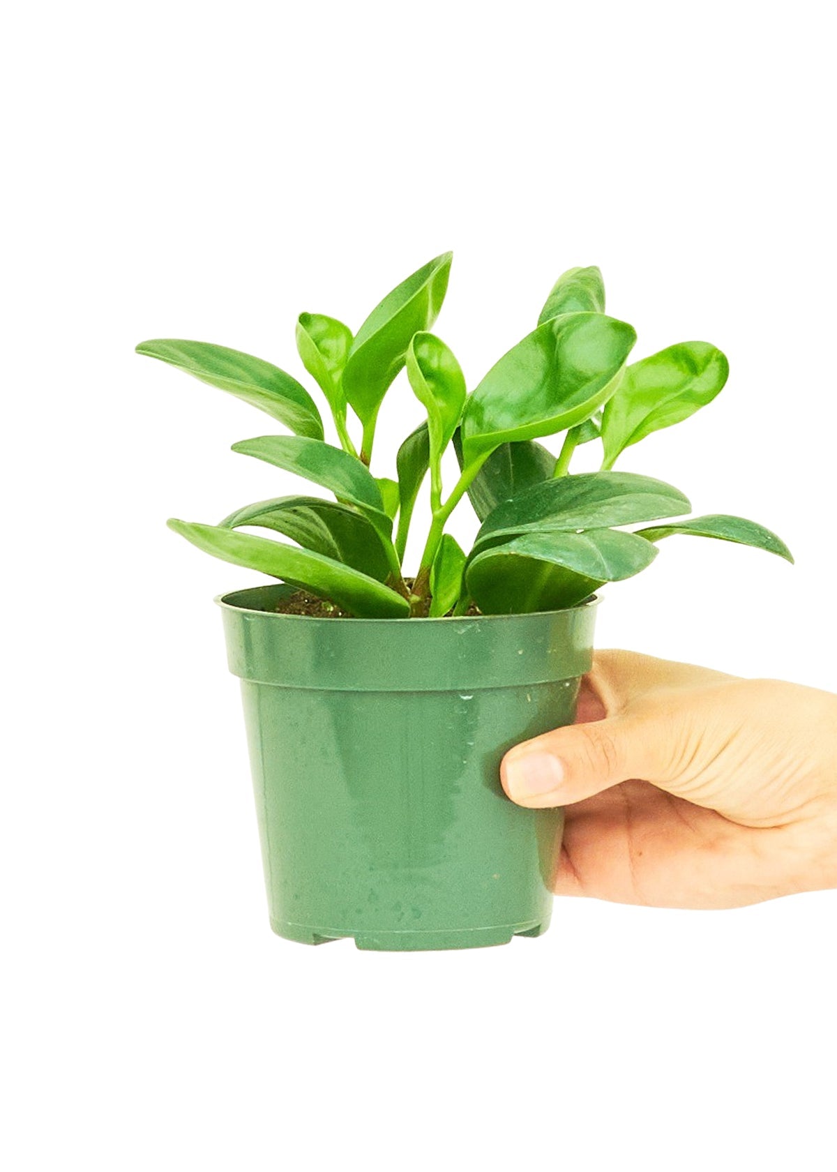 Baby Rubber Plant, Small - SunSwill Plant Shop